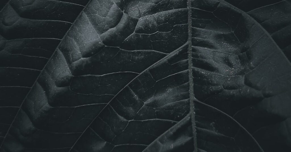 A detailed close-up of a dark leaf showcasing its prominent vein structure and textured surface.
